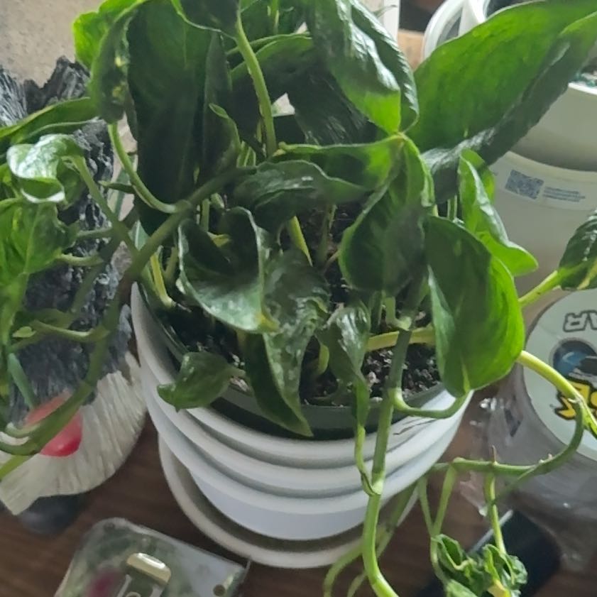 Photo of the plant species Pothos 'Shangri La' by @SleepyBlueOak49 named Remington on Greg, the plant care app