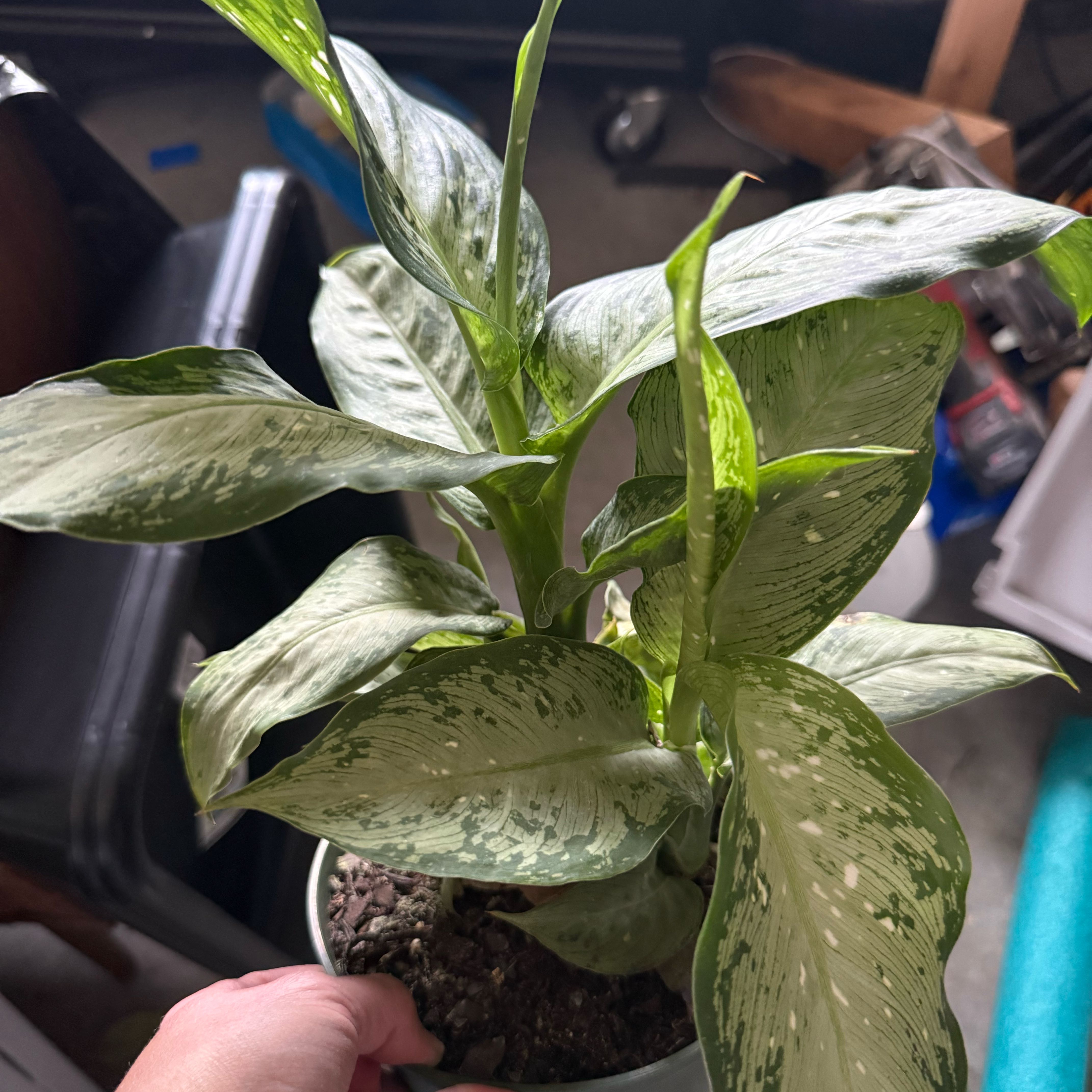 Photo of the plant species Dieffenbachia Snow by @SleepyBlueOak49 named Ulysses S Plant on Greg, the plant care app