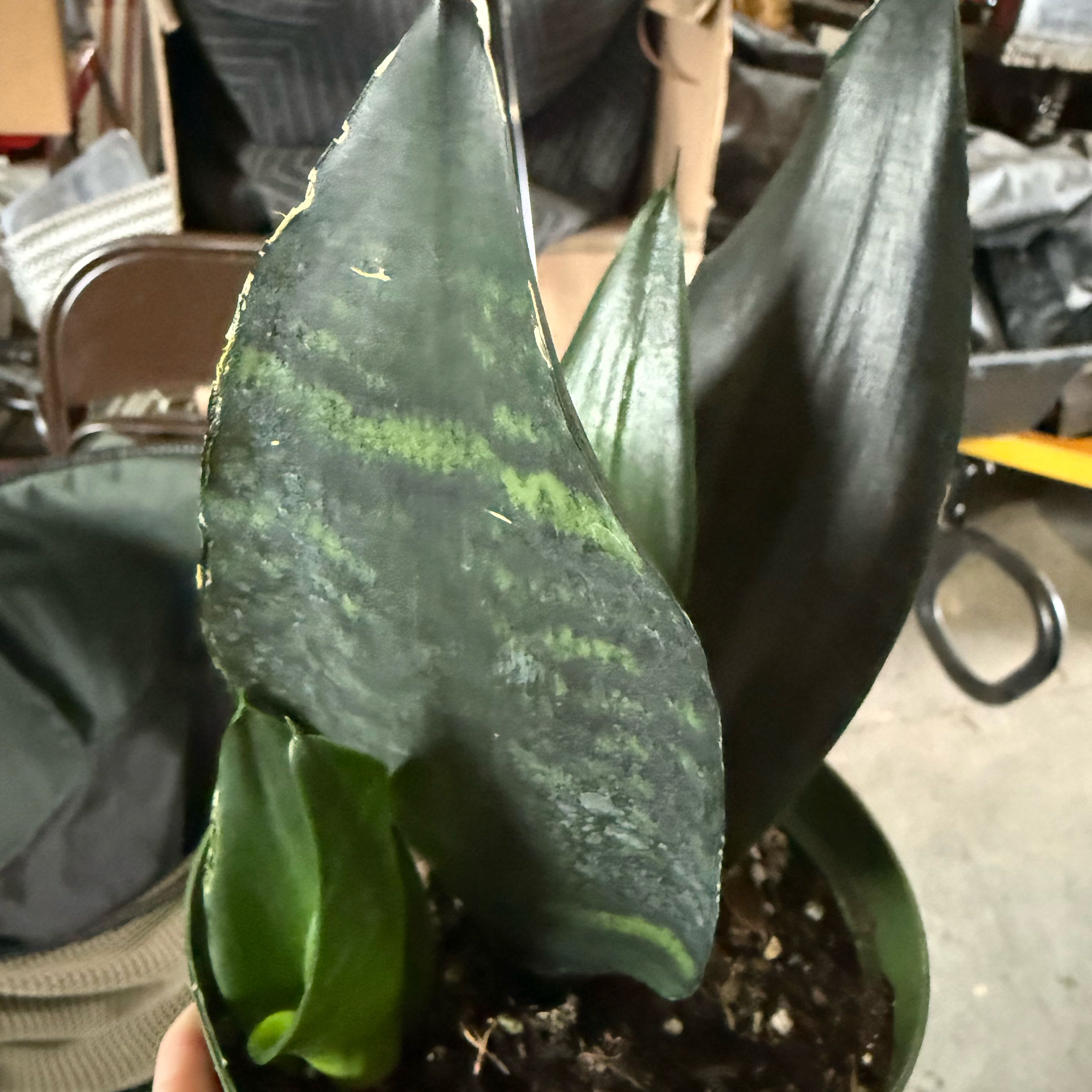 Photo of the plant species Sansevieria Black Dragon by @SleepyBlueOak49 named Rosa on Greg, the plant care app
