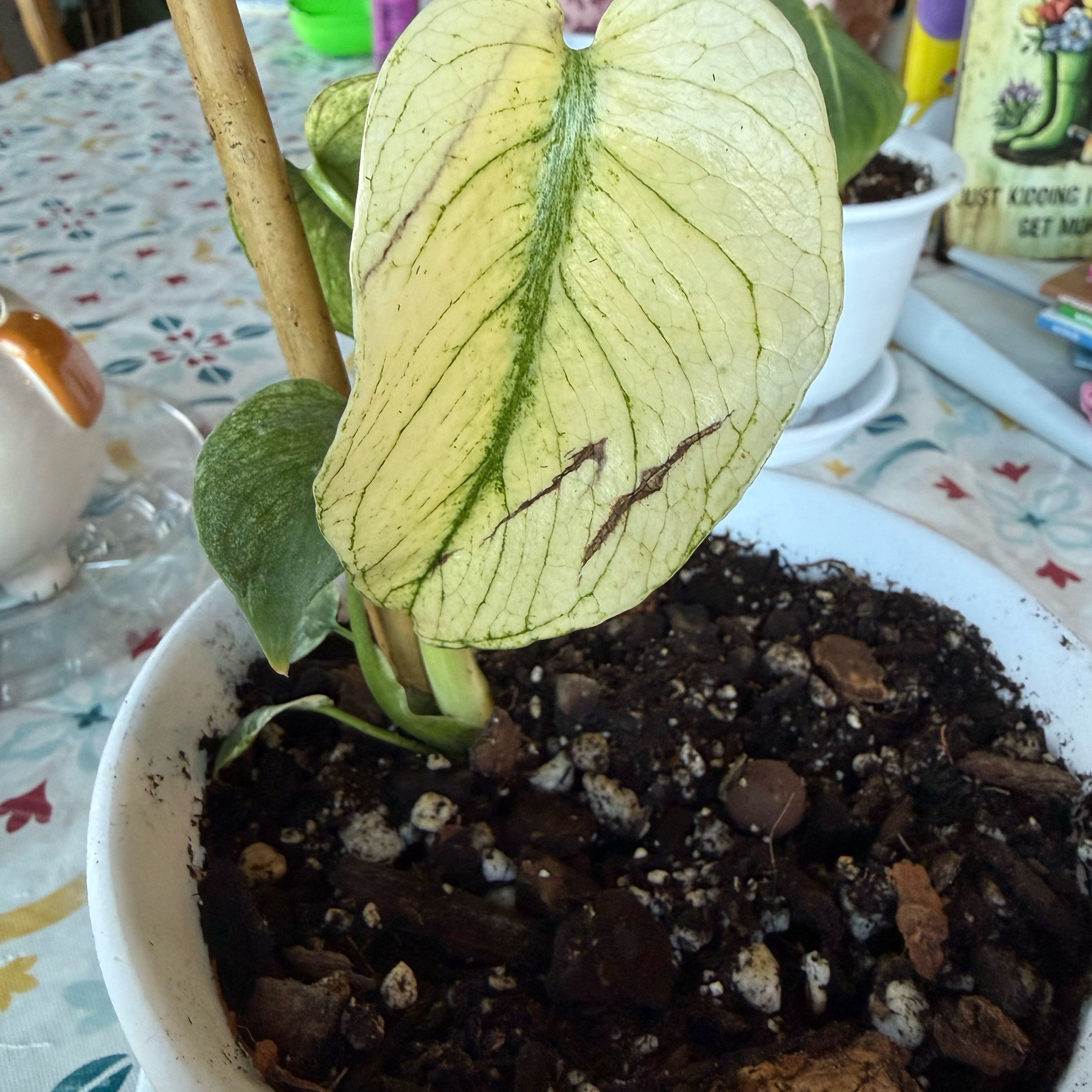 Photo of the plant species Monstera 'White Monster' by @SleepyBlueOak49 named Madonna on Greg, the plant care app