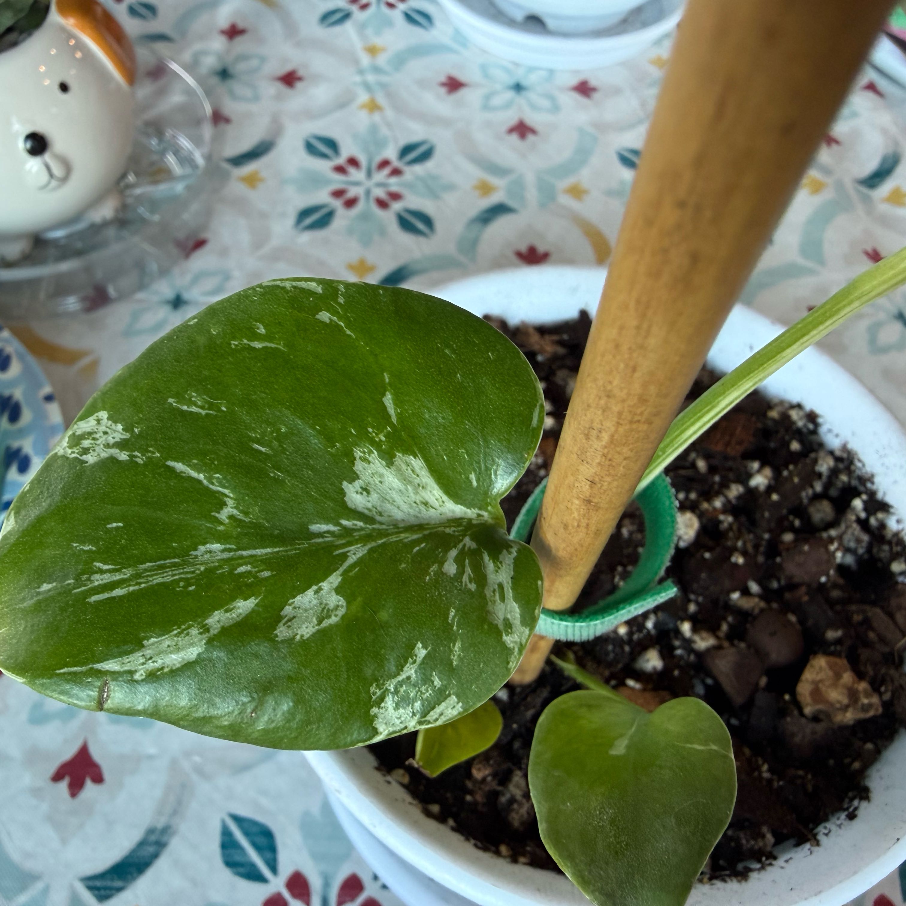 Photo of the plant species Monstera 'Bulbasaur' by @SleepyBlueOak49 named Tolkien on Greg, the plant care app