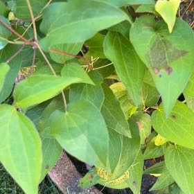Photo of the plant species Sweet Autumn Virginsbower by @SoundlyPeanut51 named Sol on Greg, the plant care app