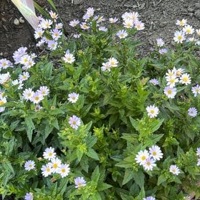 Photo of the plant species Michaelmas Daisy by @SoundlyPeanut51 named Emerson on Greg, the plant care app