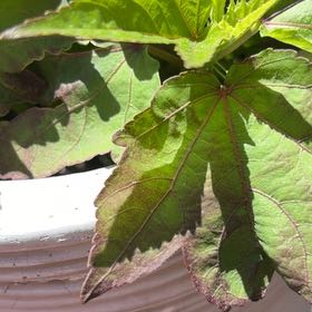 Photo of the plant species Abelmoschus Esculentus by @SoundlyPeanut51 named Duke on Greg, the plant care app
