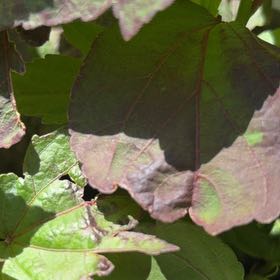 Photo of the plant species Japanese Ivy by @SoundlyPeanut51 named Tolkien on Greg, the plant care app