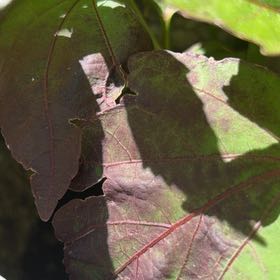 Photo of the plant species Drummond's Maple by @SoundlyPeanut51 named Nemo on Greg, the plant care app