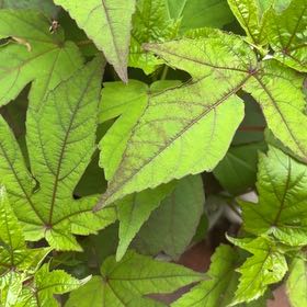 Photo of the plant species American Sweetgum by @SoundlyPeanut51 named Miley on Greg, the plant care app