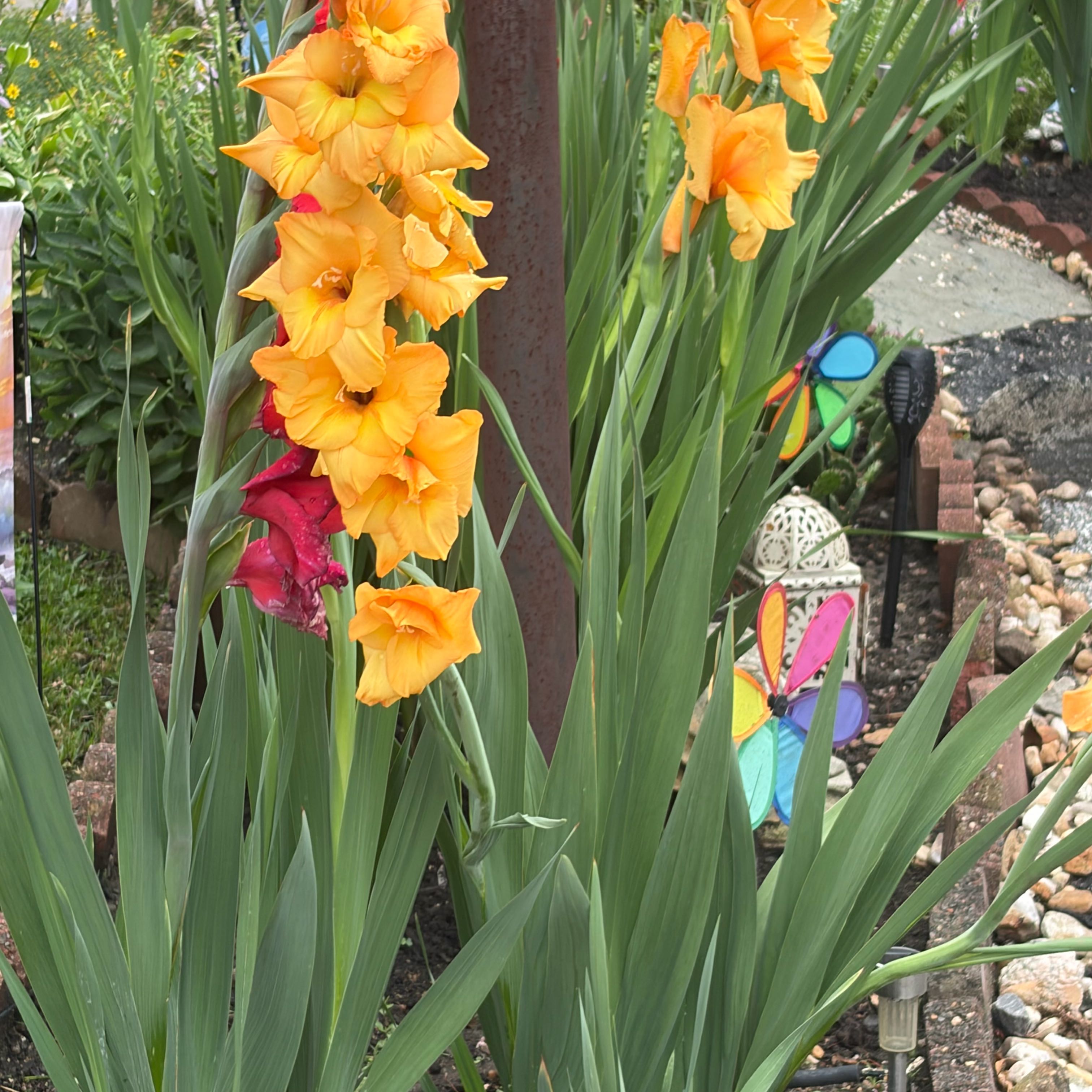 Photo of the plant species Gladiolus by @SoundlyPeanut51 named Maya on Greg, the plant care app