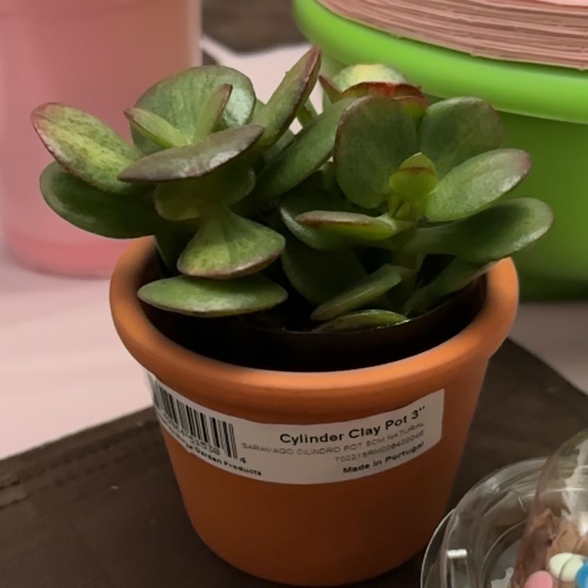 Photo of the plant species Mosaic Jade by @RelievedColeus named Albert on Greg, the plant care app