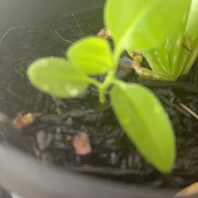 Photo of the plant species Coprosma Repens by @ImmaculateKale3 named Harmony on Greg, the plant care app