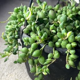 Photo of the plant species String of Tears by @UnshakenPeony63 named string of tears on Greg, the plant care app