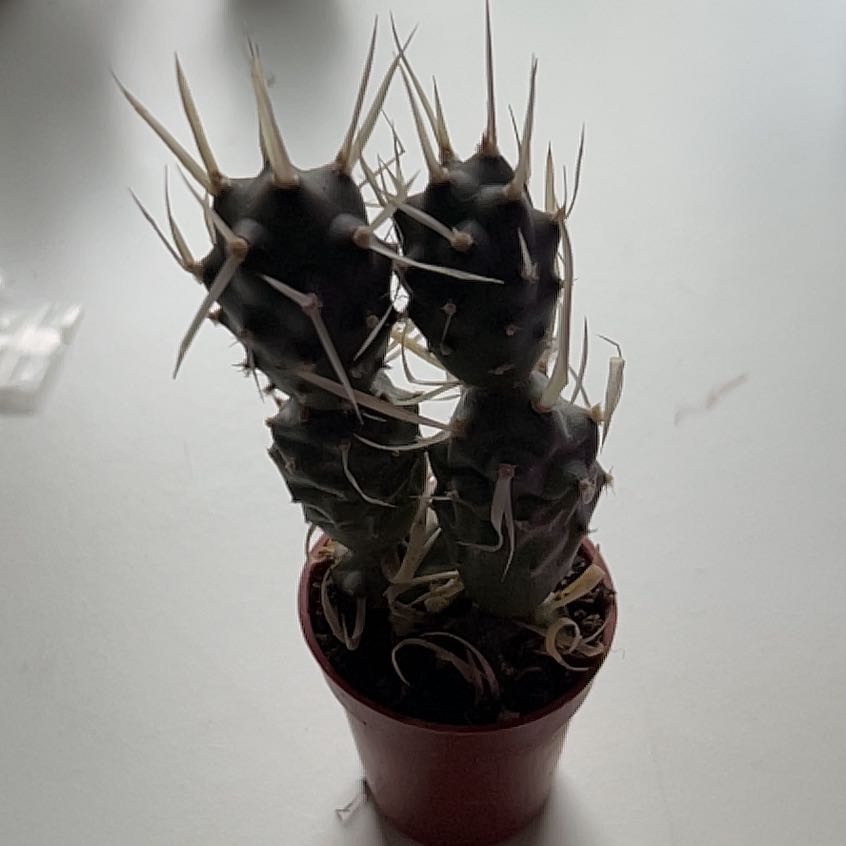 Photo of the plant species Paper Spine Cactus by @UnshakenPeony63 named Harry on Greg, the plant care app