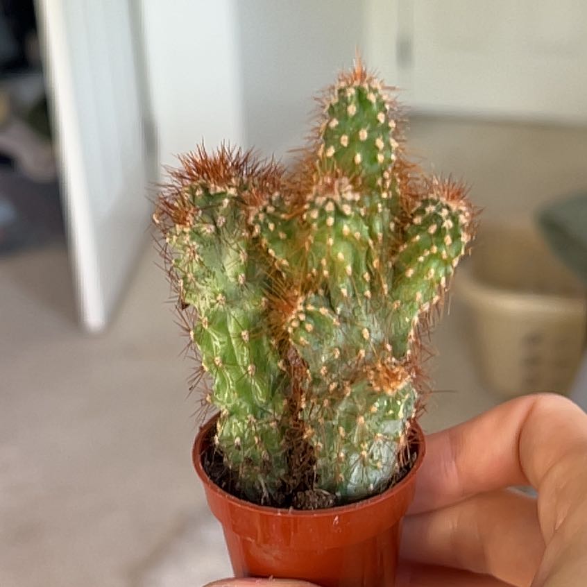 Photo of the plant species Peruvian Apple Cactus Monstrose by @UnshakenPeony63 named Apollo on Greg, the plant care app