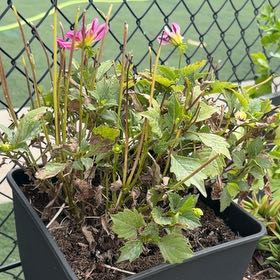 Photo of the plant species Garden Dahlia by @InformedCanna named Bieber on Greg, the plant care app