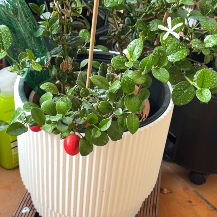 Photo of the plant species Natal Plum by @NewIceplant15 named Daphne on Greg, the plant care app
