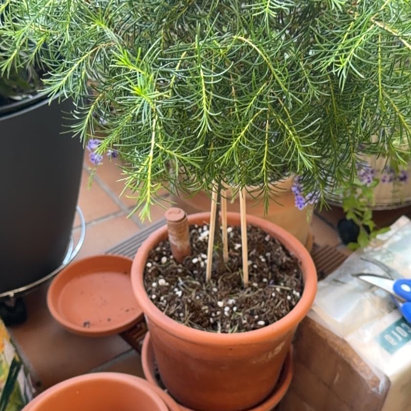 Photo of the plant species Geraldton Wax by @NewIceplant15 named Geraldo on Greg, the plant care app