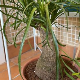 Photo of the plant species Beaucarnea spp. by @NewIceplant15 named Bobo on Greg, the plant care app