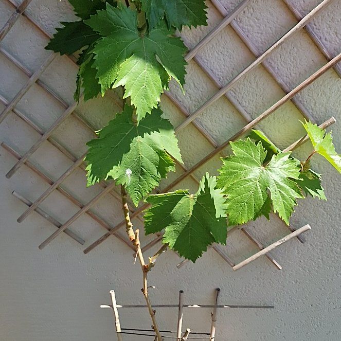 Photo of the plant species Wine Grape by @AceGreenmound65 named Grape upstairs on Greg, the plant care app