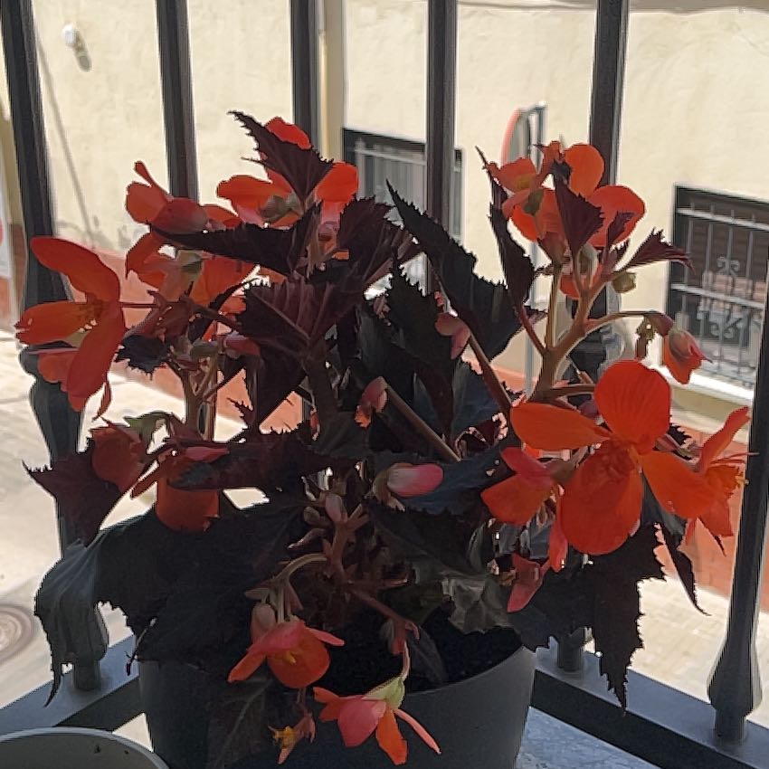 Photo of the plant species Lily of the Incas by @GemAlbo11 named Tupot amaroot on Greg, the plant care app