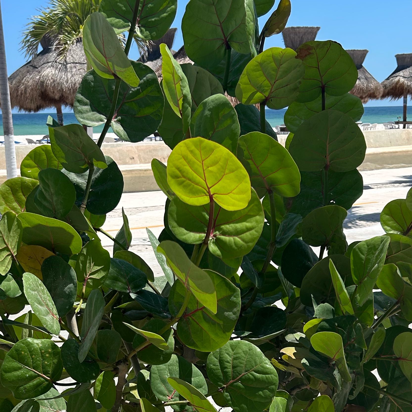 Photo of the plant species Seagrape by @ImpishChia45 named ChloroPhil on Greg, the plant care app
