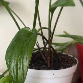 Photo of the plant species Little White Soldiers by @GorgeousWeed60 named Oscar on Greg, the plant care app