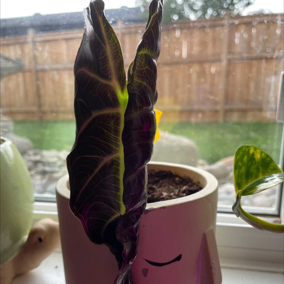 Green Velvet Alocasia plant photo by Alyssa named Cleopatra on Greg, the plant care app.