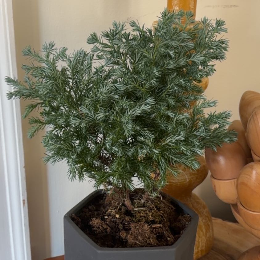 Photo of the plant species Blue Star Juniper by @KeyBokchoi83 named Marley on Greg, the plant care app