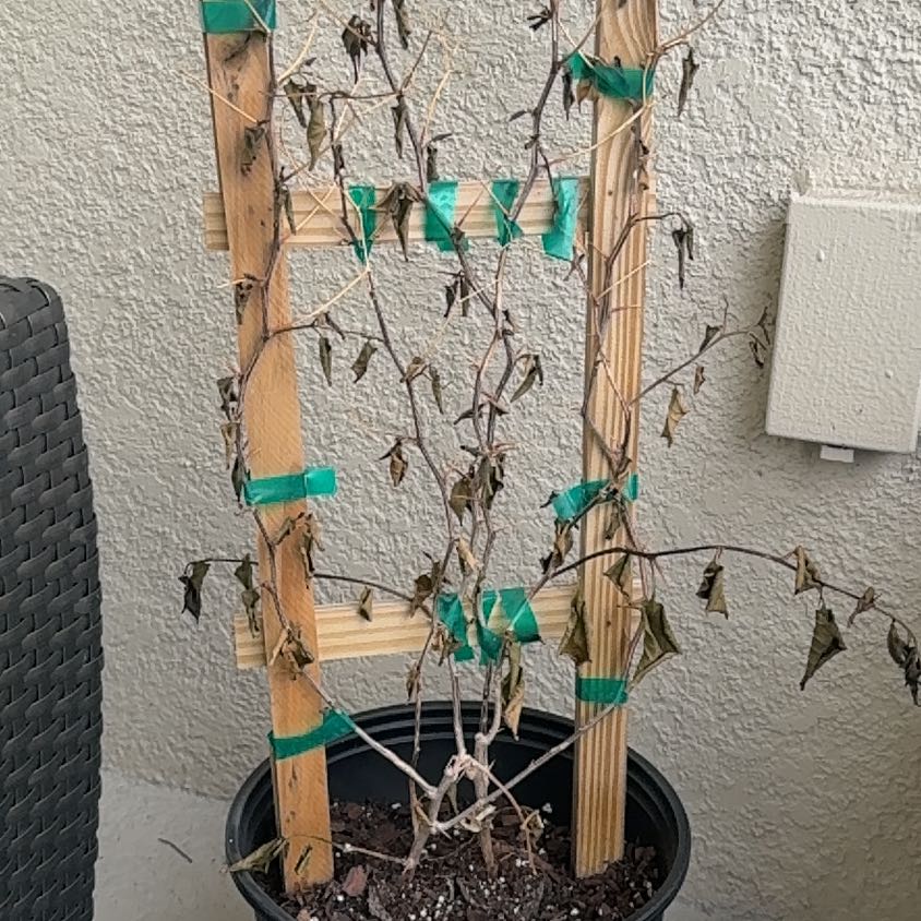 Photo of the plant species Bougainvillea by @HypnoticAlula20 named Emerson on Greg, the plant care app