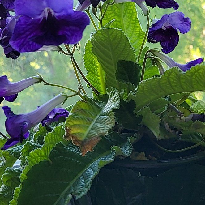 Photo of the plant species Asian Pigeonwings by @SingularCanna34 named Anne on Greg, the plant care app
