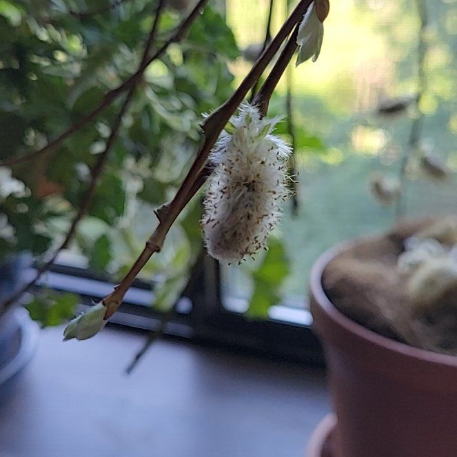 Photo of the plant species Pussy Willow by @SingularCanna34 named Dolores on Greg, the plant care app