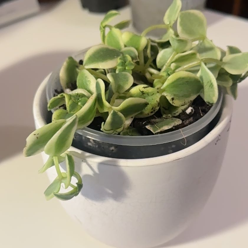 Photo of the plant species Calico Kitten by @Livfitzg named Chickpea on Greg, the plant care app
