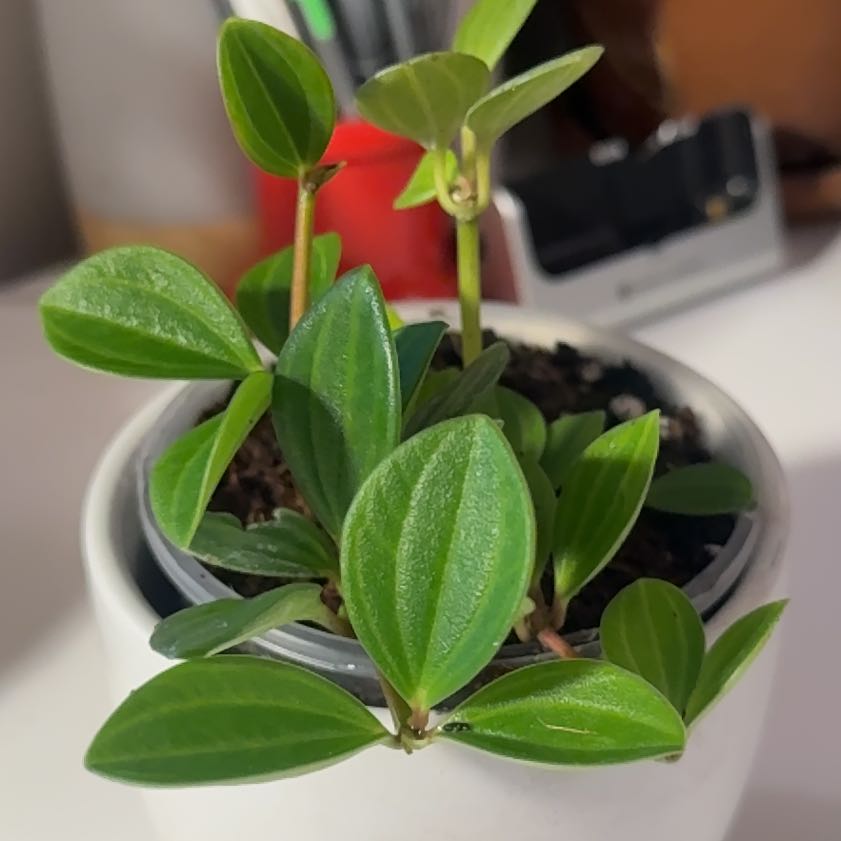 Photo of the plant species parallel peperomia by @Livfitzg named Bean on Greg, the plant care app