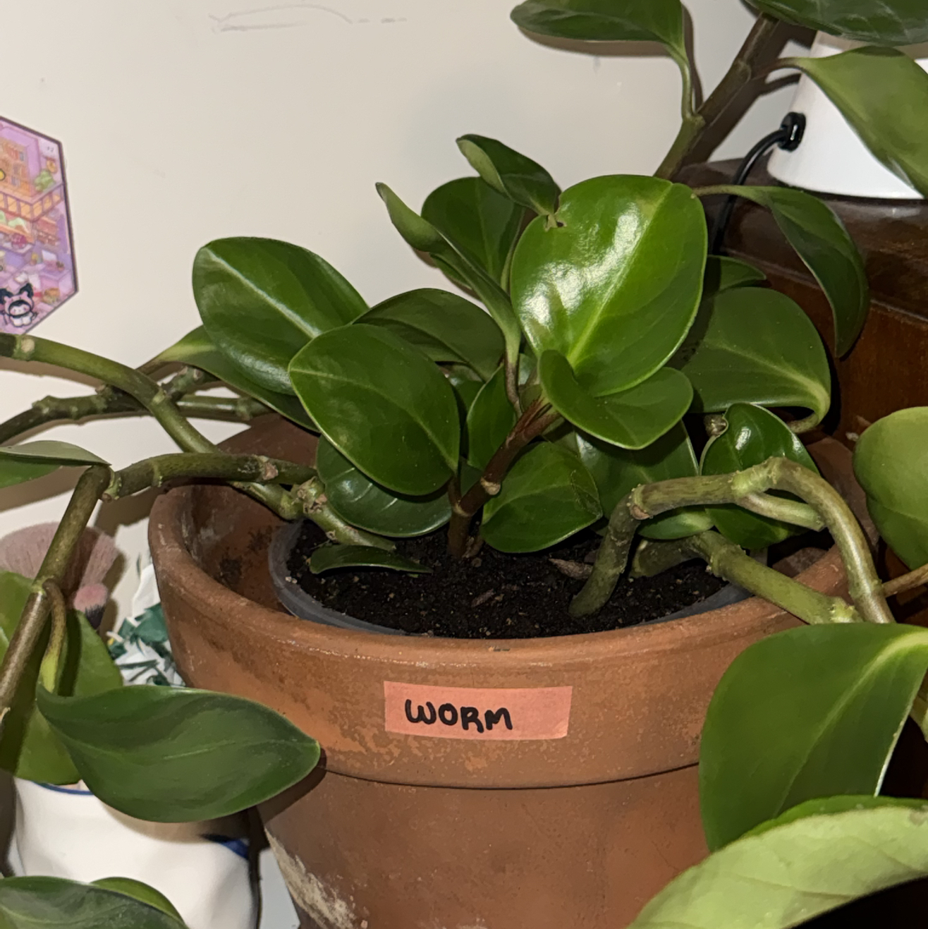 Photo of the plant species jade by @Livfitzg named Worm on Greg, the plant care app