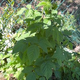Photo of the plant species European Red Raspberry by @LovelyGinger87 named Maya on Greg, the plant care app