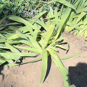 Photo of the plant species Blue Flag by @LovelyGinger87 named Madonna on Greg, the plant care app