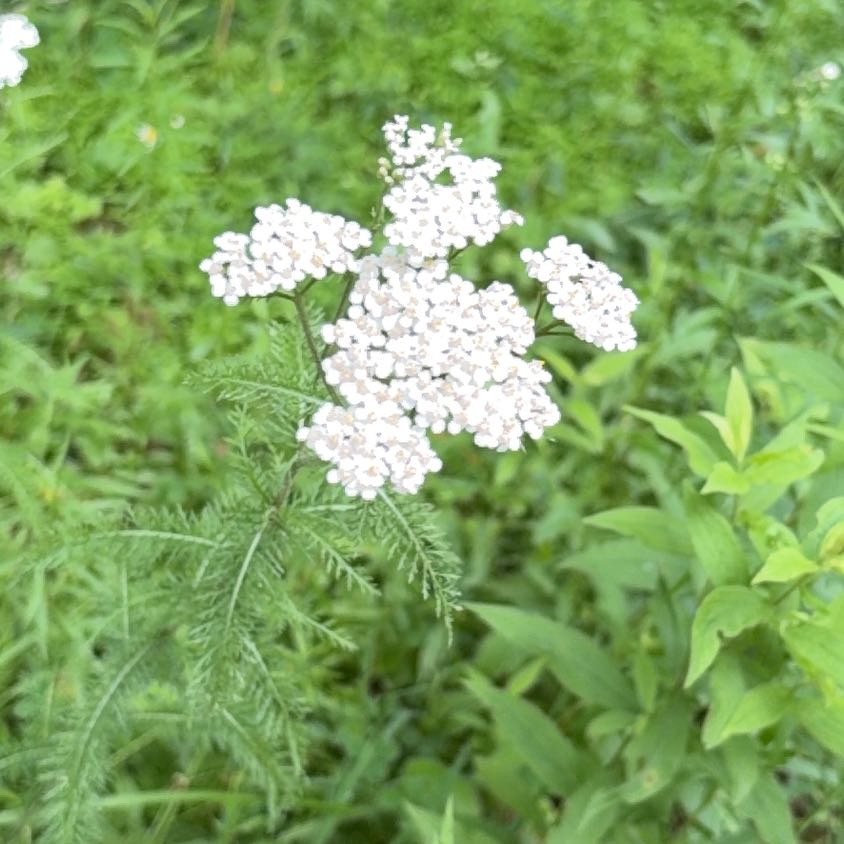 Photo of the plant species Boreal Yarrow by @LovelyGinger87 named Cleopatra on Greg, the plant care app