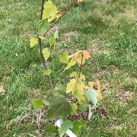 Photo of the plant species Amur Maple by @UpbeatKaraka19 named Surya on Greg, the plant care app