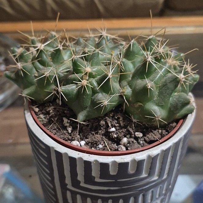 Photo of the plant species Missouri Foxtail Cactus by @CheerfulSalal73 named Bieber on Greg, the plant care app