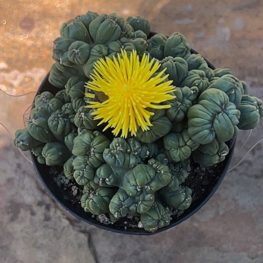 Photo of the plant species Peyote by @HomelyBlacksage named Poppi on Greg, the plant care app