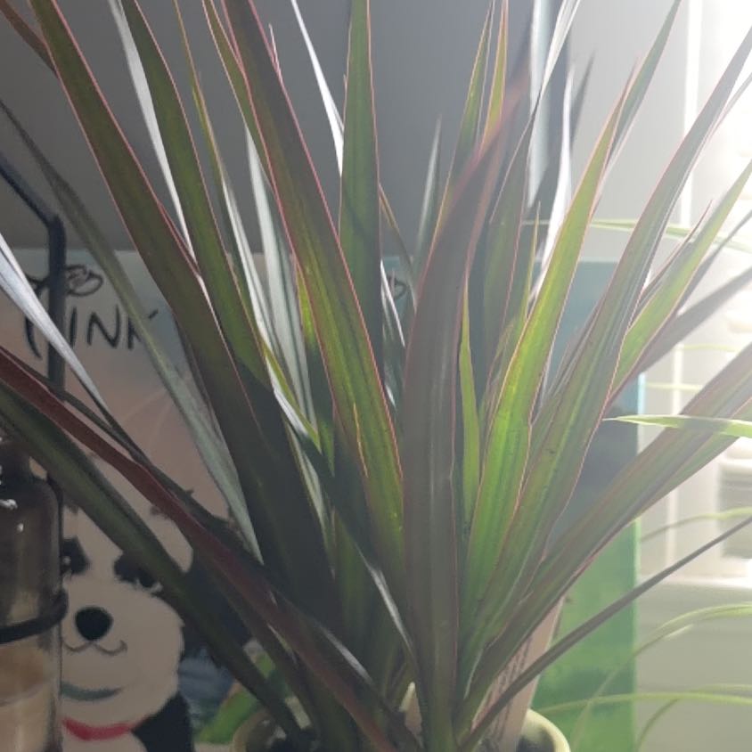 Photo of the plant species New Zealand Flax by @PetMikimiki68 named Surya on Greg, the plant care app
