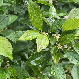 Photo of the plant species Winterberry by @CozyPansy6 named Mando on Greg, the plant care app