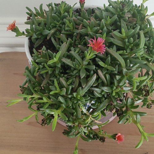 Photo of the plant species Purple Ice Plant by @KnightGroundsel named Robert Plant on Greg, the plant care app