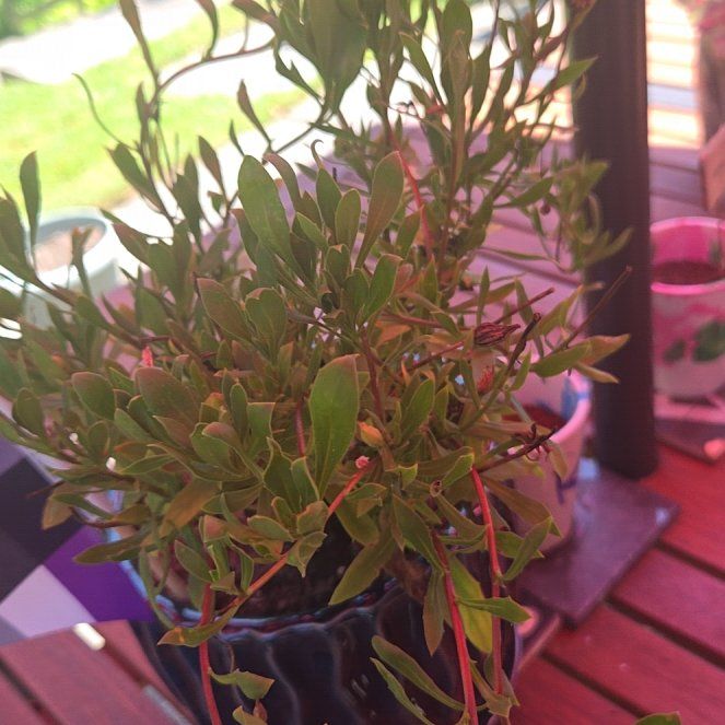 Photo of the plant species Common Myrtle by @GladBasil76 named Orlando Bloom on Greg, the plant care app
