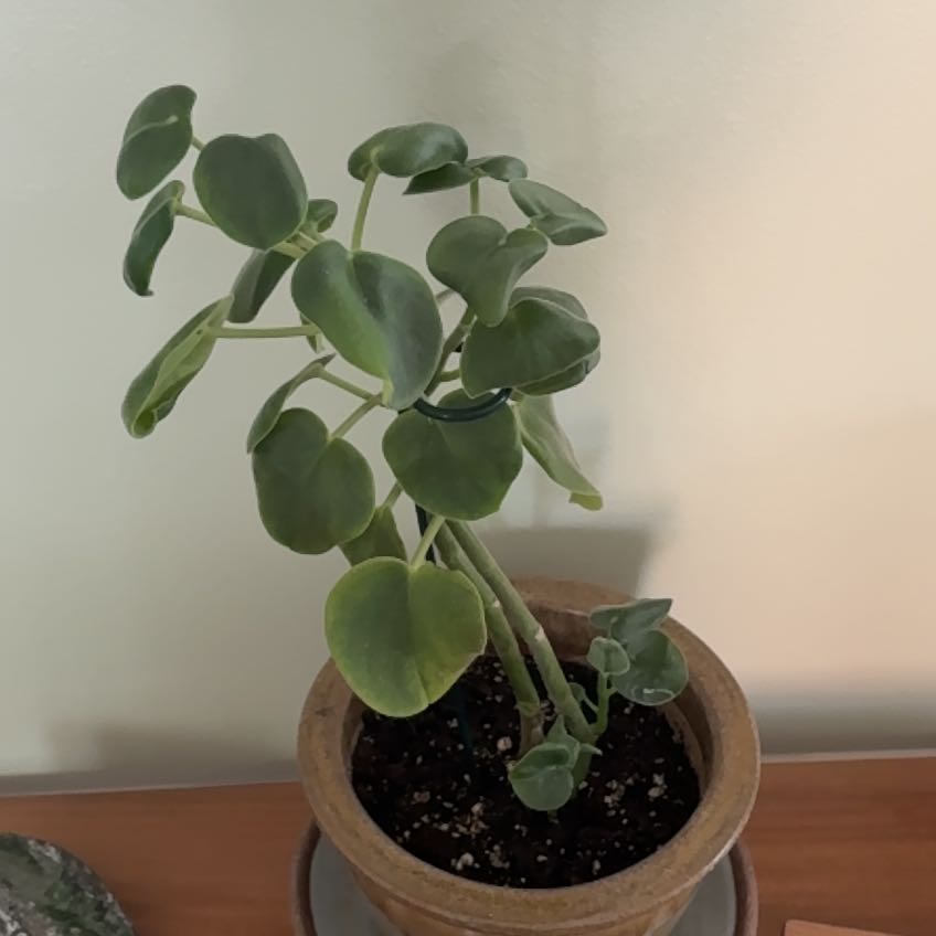 Photo of the plant species Felted Peperomia by @Khalvy named Lola on Greg, the plant care app