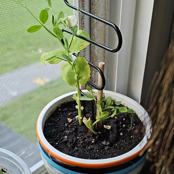 Photo of the plant species Peas by @HappyGardner69 named Mochi on Greg, the plant care app