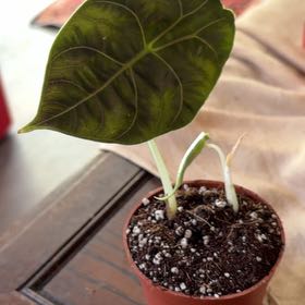 Photo of the plant species Alocasia Azlanii by @GenteelBlue58 named Scarlett on Greg, the plant care app