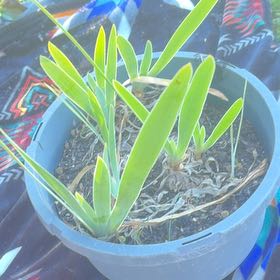 Photo of the plant species Blackberry Lily by @GenteelBlue58 named Marilyn on Greg, the plant care app
