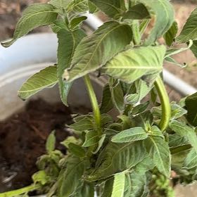 Photo of the plant species Scarlet Beebalm by @PreciousComet71 named Denali on Greg, the plant care app
