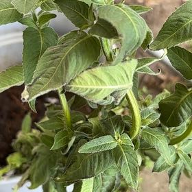 Photo of the plant species Scarlet Beebalm by @PreciousComet71 named Harry on Greg, the plant care app