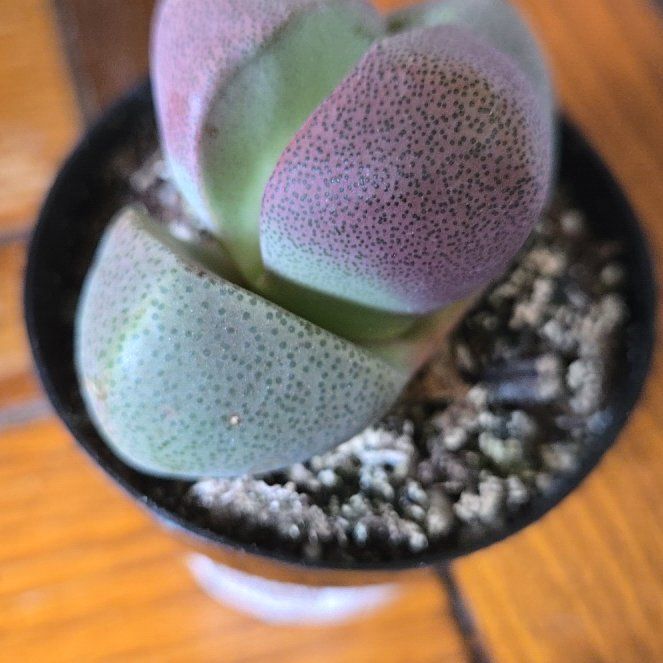 Photo of the plant species Split Rock Succulent by @OverseerWinika4 named Delilah on Greg, the plant care app